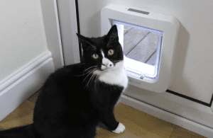 “In You Come” — How to Install a Cat Flap