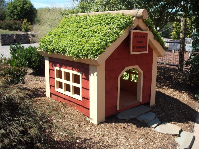 Green Roof Dog House