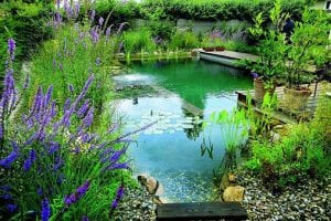 Welcome to the world of natural swimming ponds!