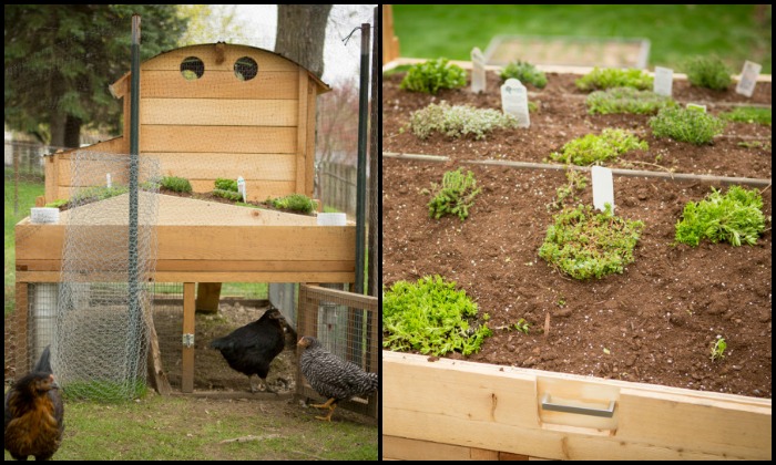 Chicken Coop with Green Roof