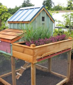 Build a chicken coop with a green roof! | Your Projects@OBN