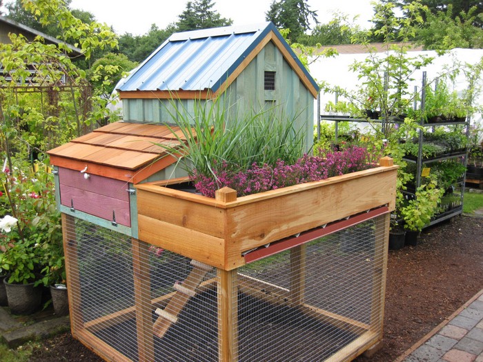 Chicken Coop with Green Roof