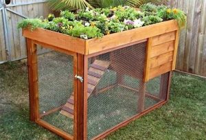 An efficient chicken coop with green roof! – Your Projects@OBN