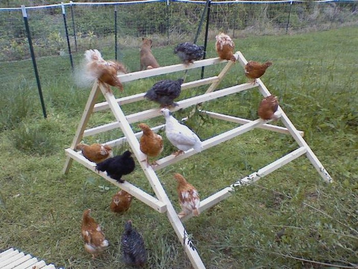 DIY Chicken Jungle Gym