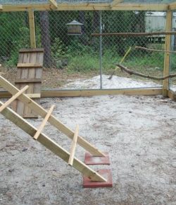 Keep your backyard chickens healthy by building them a jungle gym