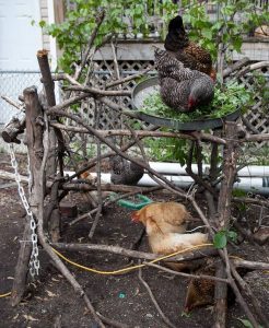 DIY Chicken Jungle Gym