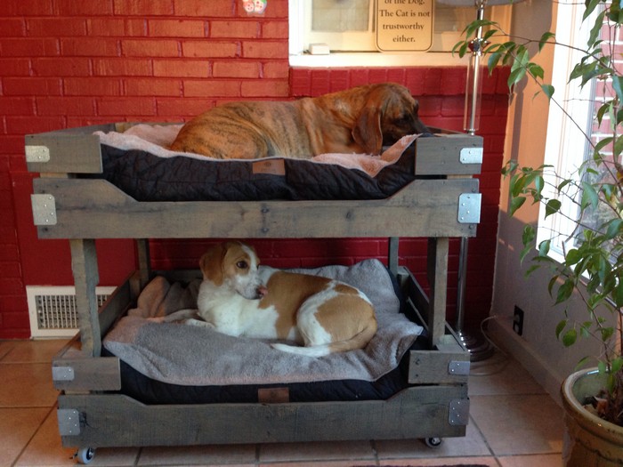 Dog Bunk Bed Designs