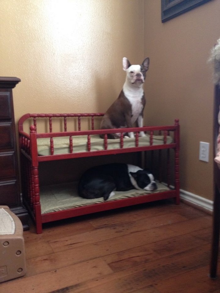 Dog Bunk Bed Designs