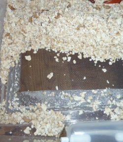 Raise your own mealworms for the chooks Your Projects OBN