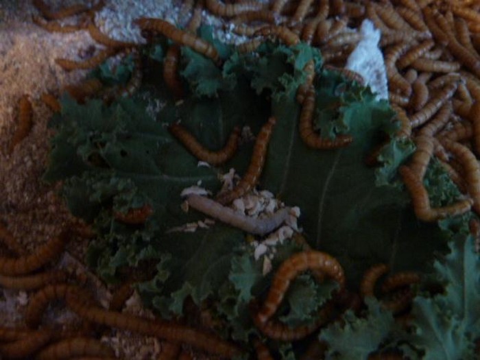 DIY Mealworm Farm