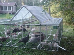 PVC Chicken Tractor