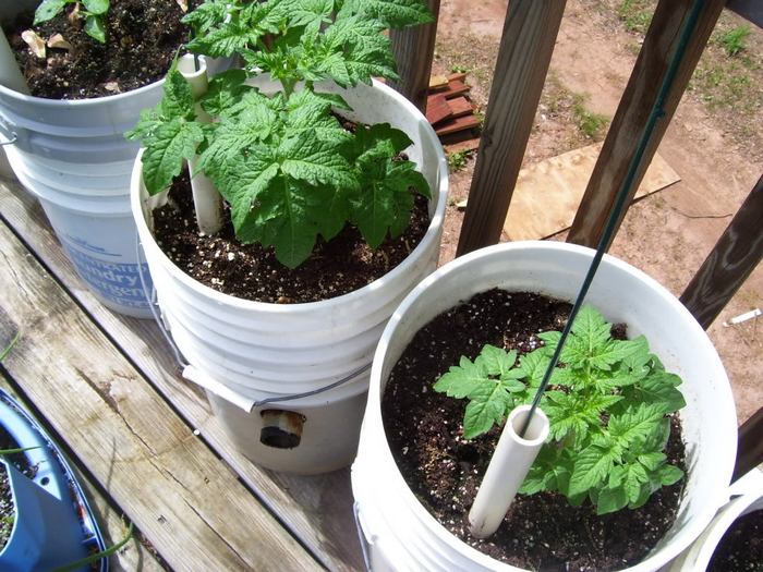 Self-Watering Tomato Planter