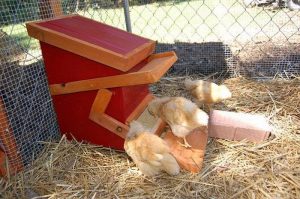 Treadle Chicken Feeder