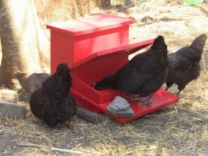 Treadle Chicken Feeder