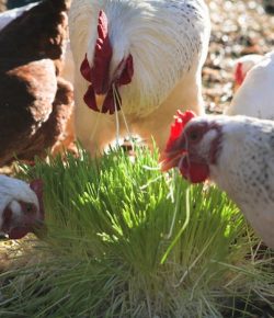 Make your own inexpensive livestock fodder growing system ...