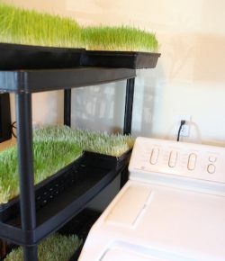 Make Your Own Inexpensive Livestock Fodder Growing System! 