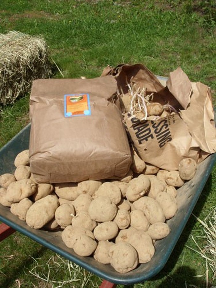 Hay Bale Potato Garden