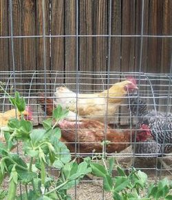 movable chicken tunnel