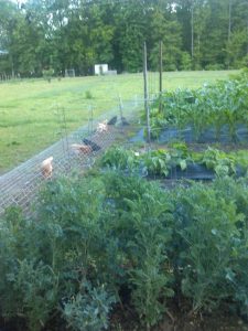 Chicken tunnel