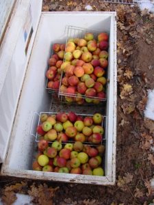 Old Fridge Root Cellar