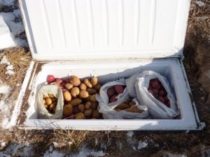 Old Fridge Root Cellar