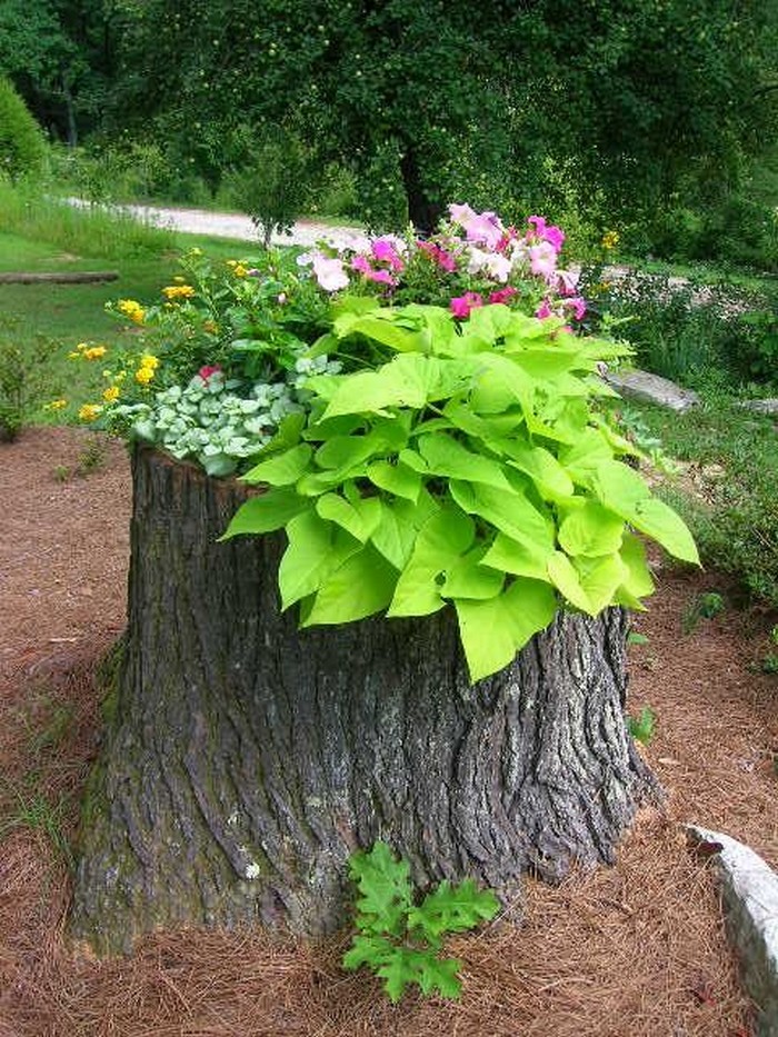 Tree Stump Planter