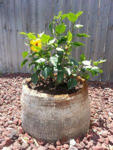 Tree Stump Planter