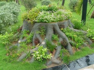 Tree Stump Planter