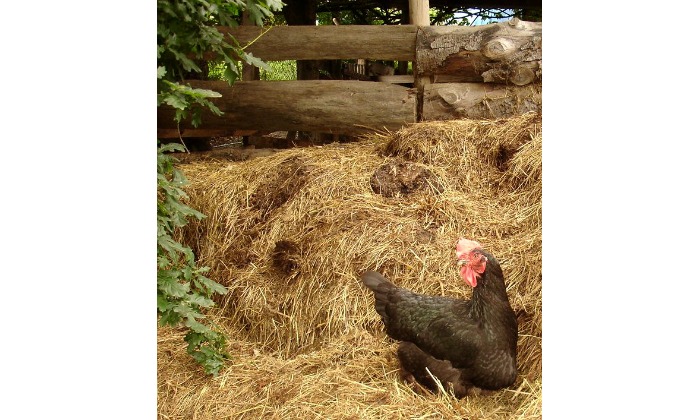 Learn how to compost with chickens!