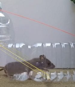 DIY Mouse Trap – Your Projects@OBN