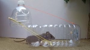 Merciful Water Bottle Mouse Trap: Practical 6-Step Project