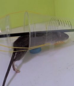 DIY Mouse Trap – Your Projects@OBN