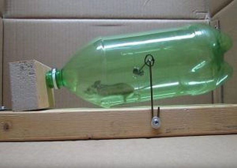 Merciful Water Bottle Mouse Trap Practical 6 Step Project