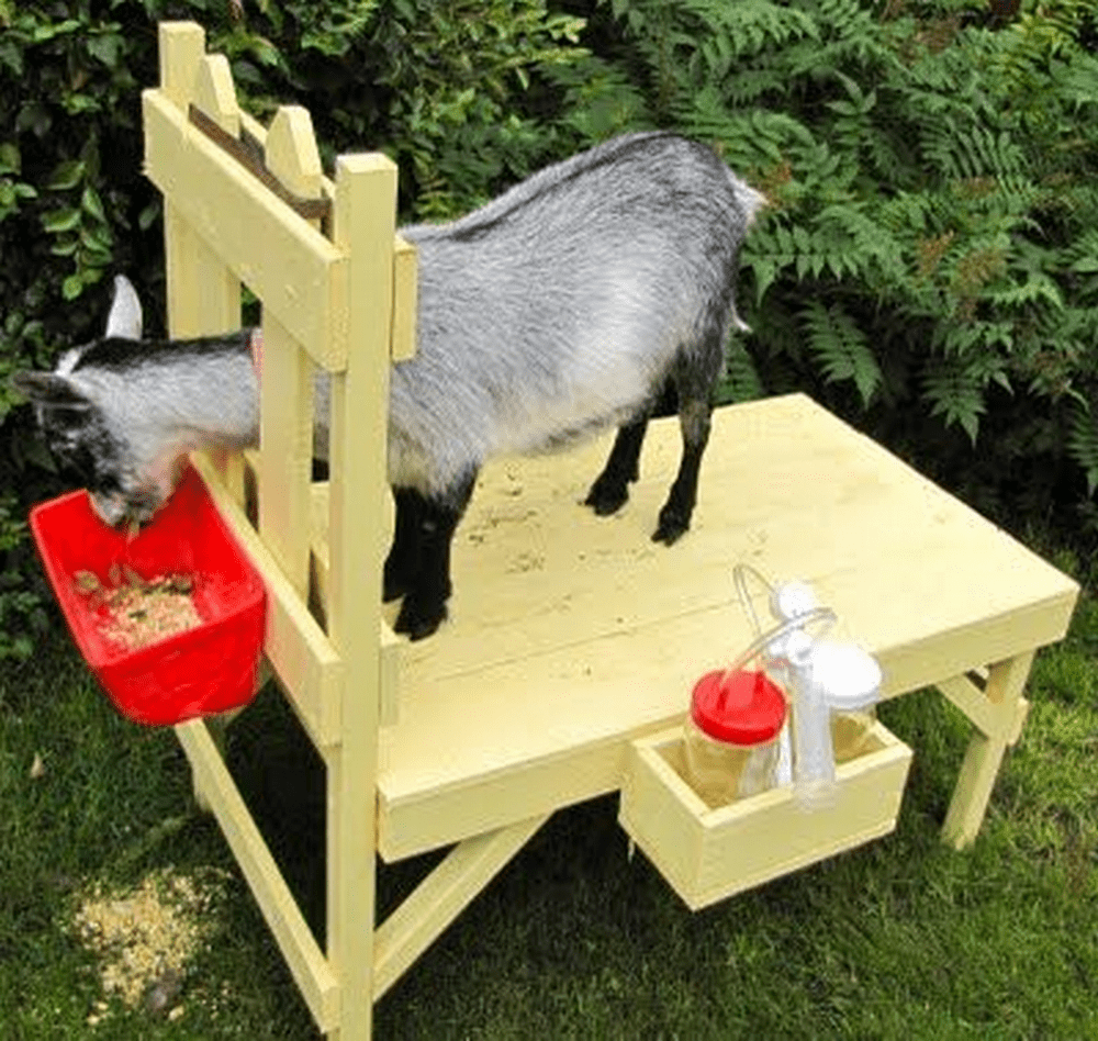 Un puesto de leche de cabra mantendrá a tu cabra segura en su lugar mientras completas la tarea.