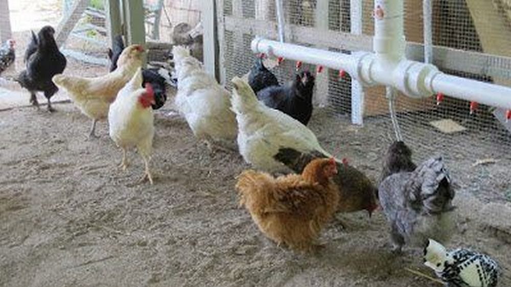 Easy access to clean water will help make your chickens healthy and ensure good egg production.