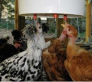 DIY Automatic Chicken Waterer with Nipple Drippers