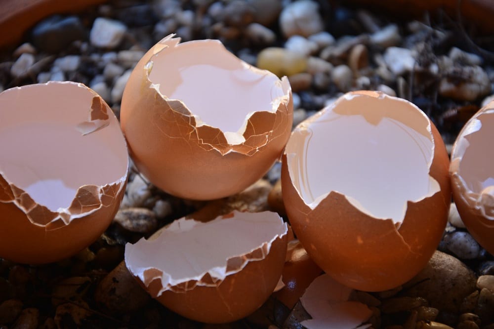 Eggshells keep pests away from your garden.  