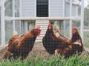 How to Raise Healthy Chickens: 10 Must-Haves for Owners
