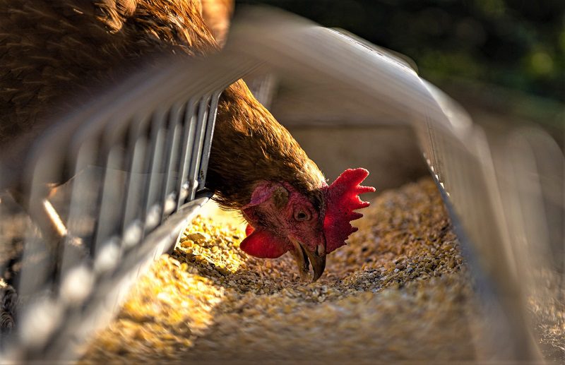 A chicken feeder can either make your life easy or turn your days into an endless cycle of cleaning chores. 