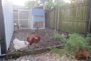 an image of a fenced chicken coop.