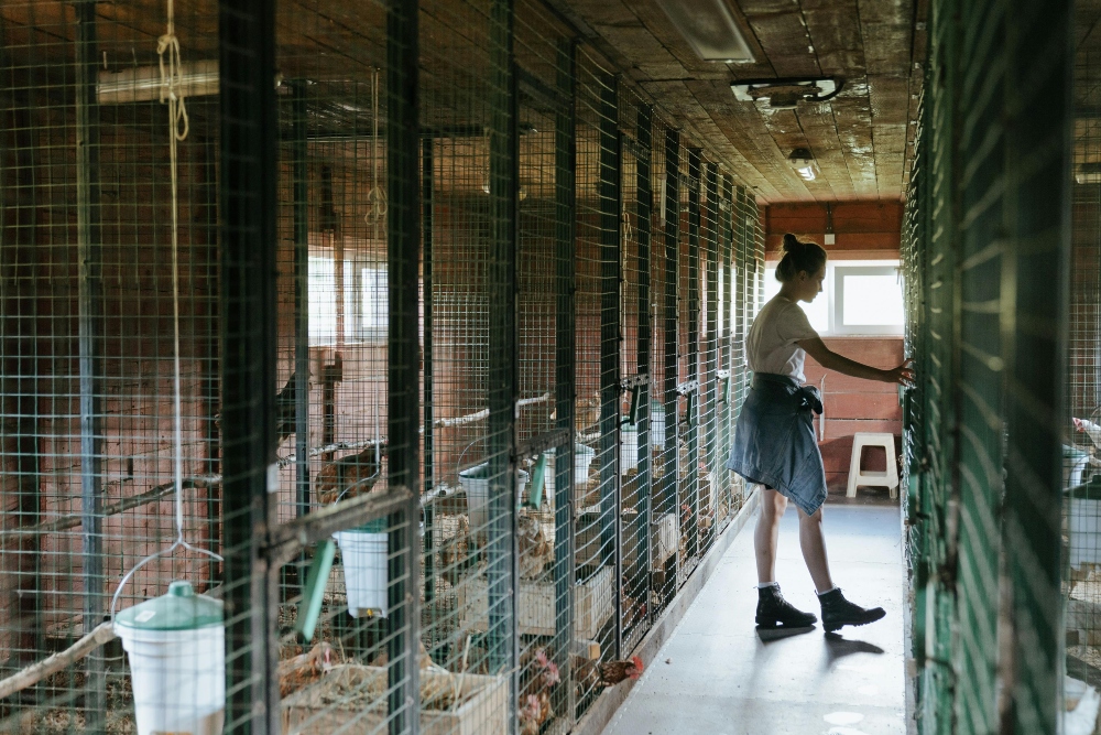 An image of a chicken coop interior.