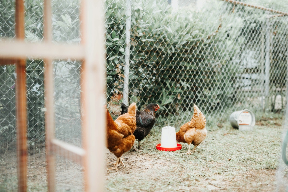 An image of chickens behind a fence.